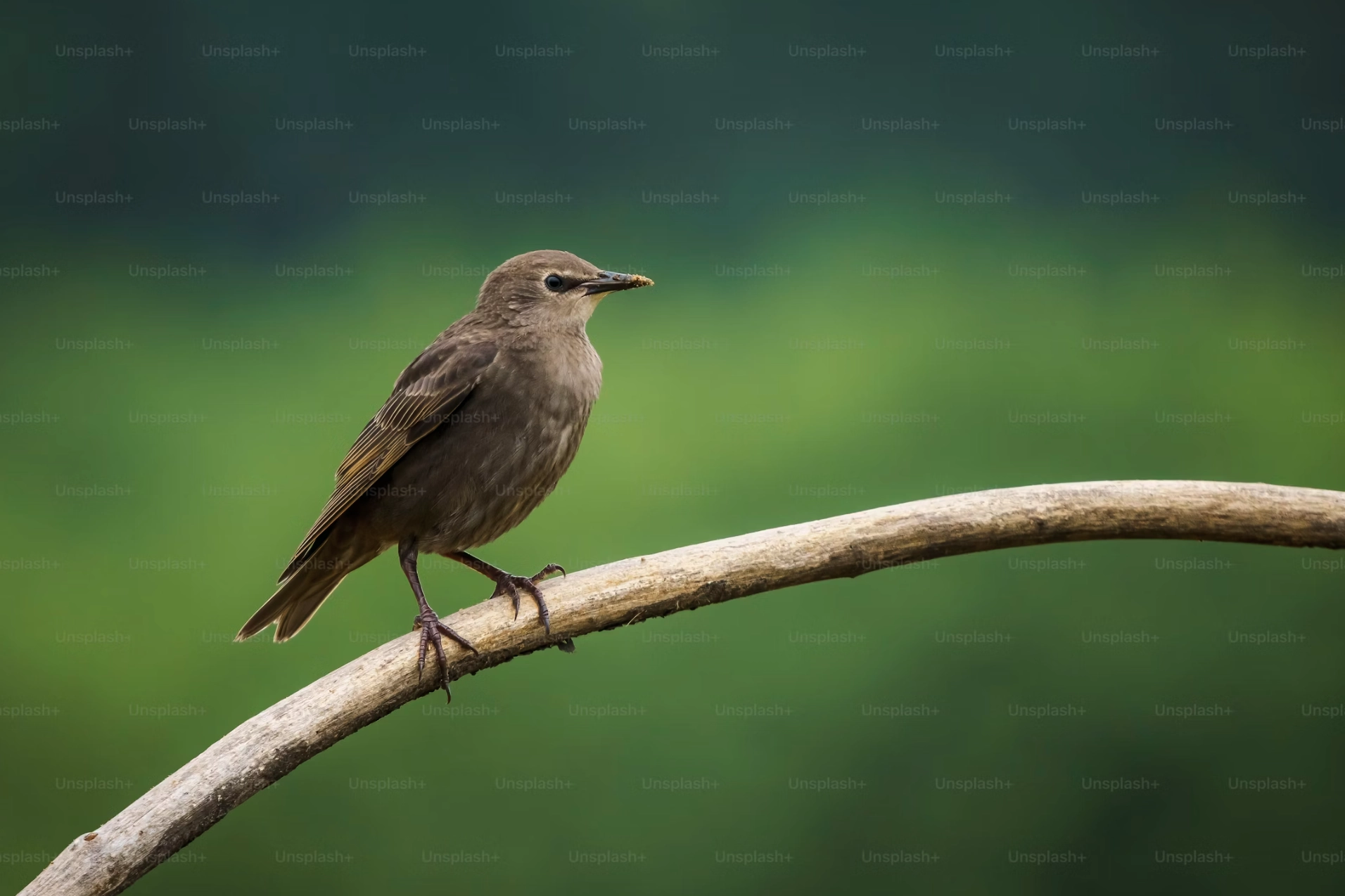 Árni – kvikmyndatökumaður