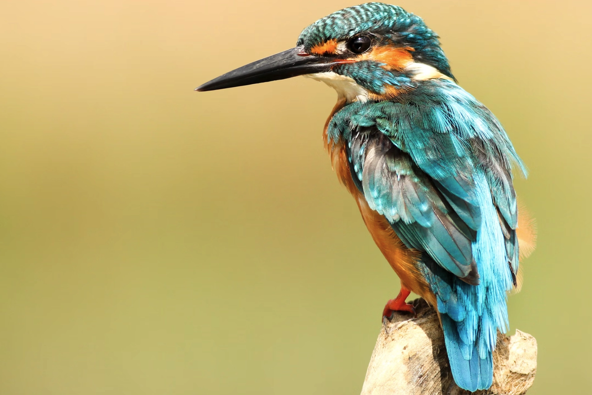 Ásgrímur – kvikmyndatökumaður