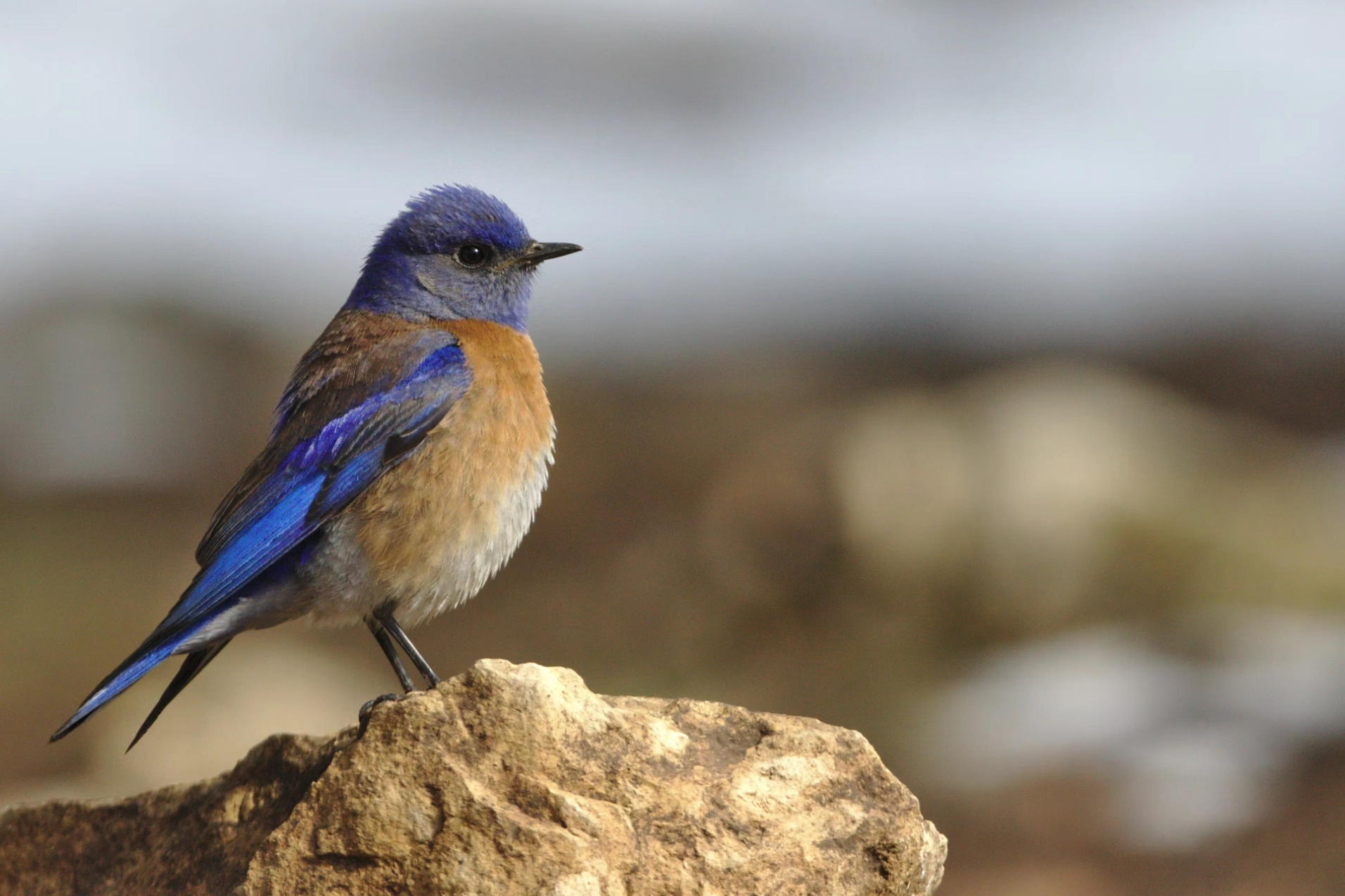 Bergsteinn – kvikmyndatökumaður