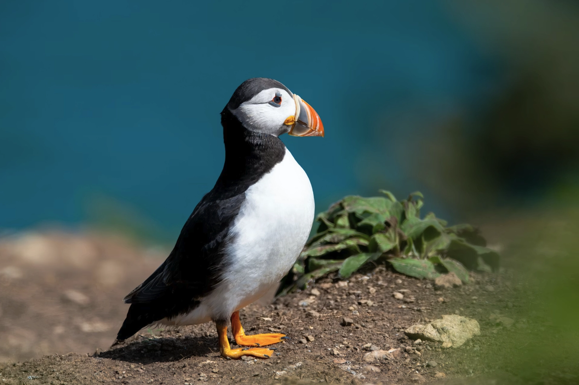 Jakob – kvikmyndatökumaður