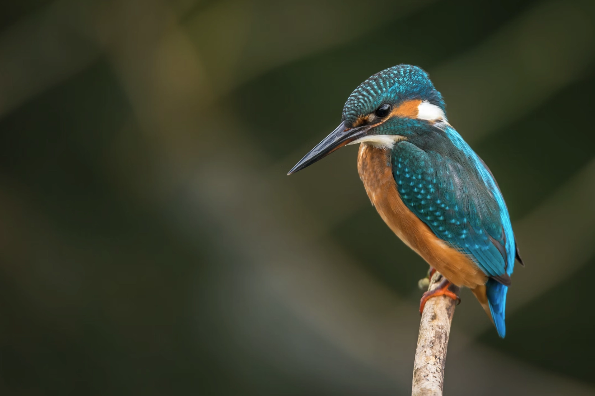 Jóhann – kvikmyndatökumaður