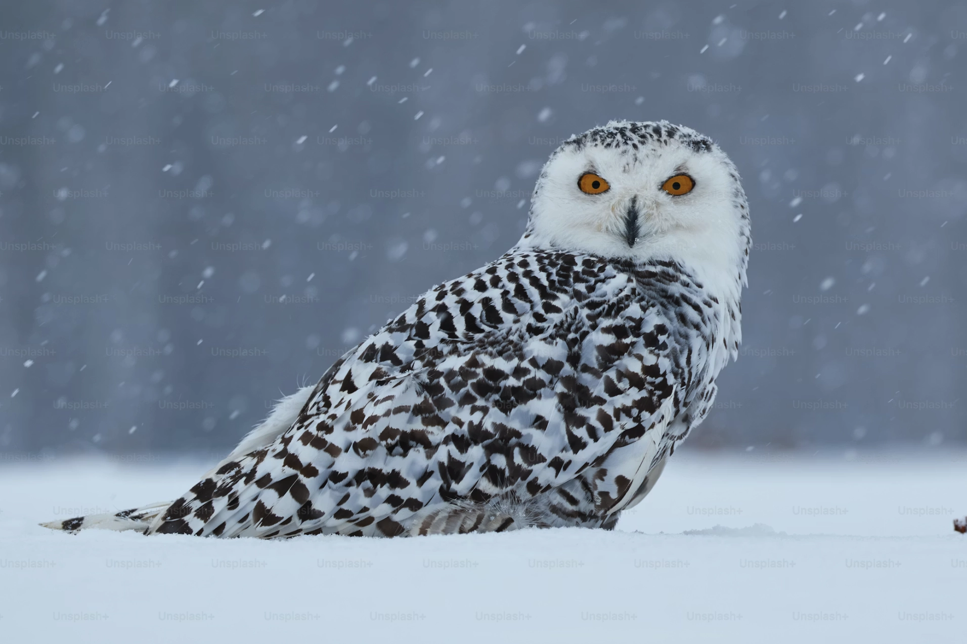 Magni – kvikmyndatökumaður