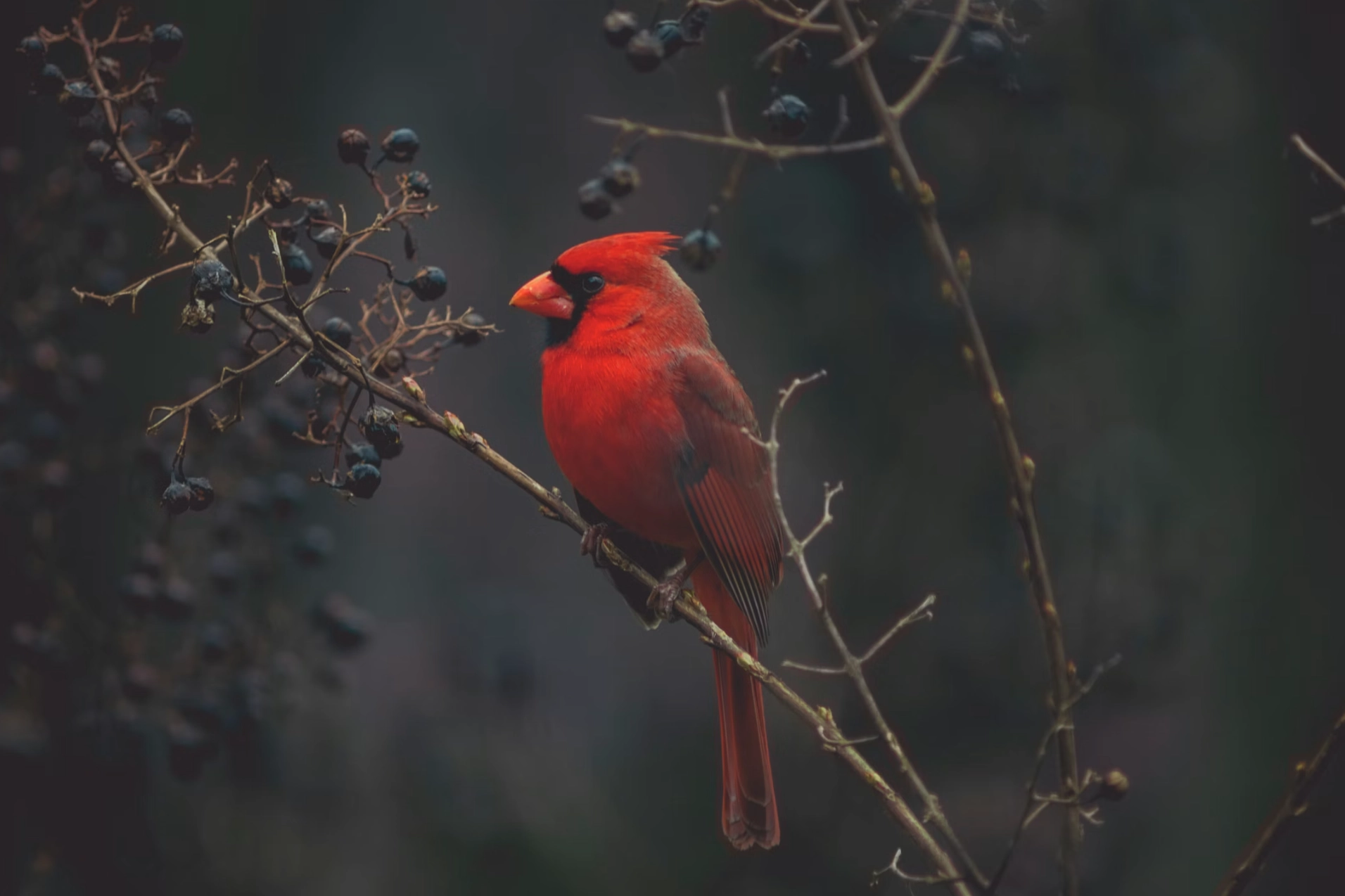 Víðir – kvikmyndatökumaður